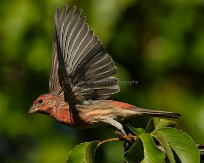 HOUSE FINCH ♂