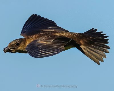 PURPLE MARTIN 