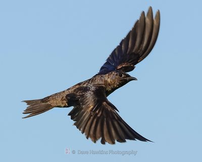 PURPLE MARTIN