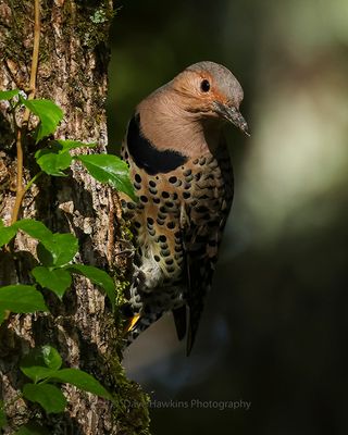 NORTHERN FLICKER (Yellow Shafted)
