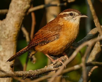 CAROLINA WREN