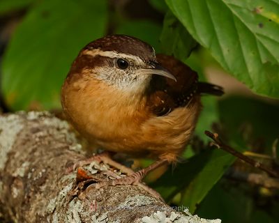CAROLINA WREN