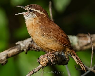 CAROLINA WREN
