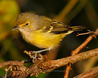WHITE-EYED VIREO