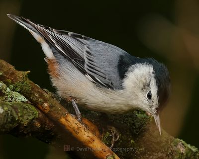 WHITE-BREASTED NUTHATCH