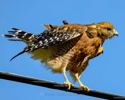 RED-SHOULDERED HAWK