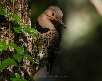 NORTHERN FLICKER (Yellow Shafted)