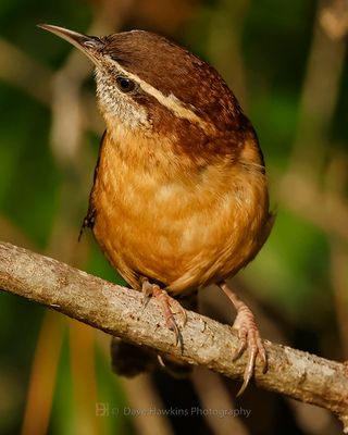 CAROLINA WREN