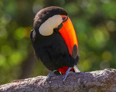 TOCO TOUCAN