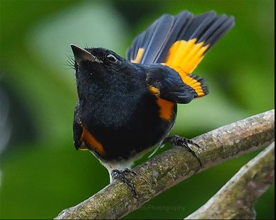 AMERICAN REDSTART