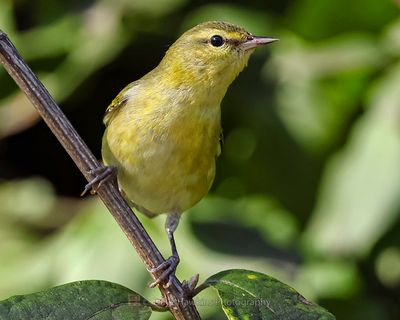 TENNESSEE WARBLER