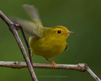 WILSONS WARBLER
