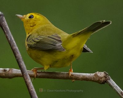 WILSONS WARBLER