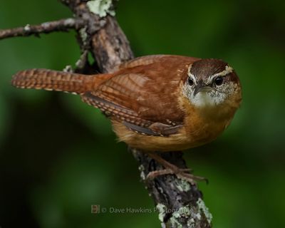 CAROLINA WREN