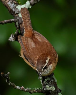 CAROLINA WREN