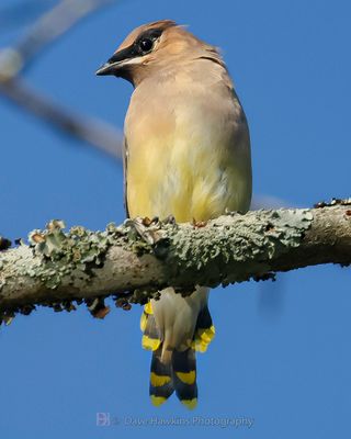 CEDAR WAXWING