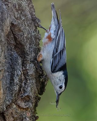 WHITE-BREASTED NUTHATCH