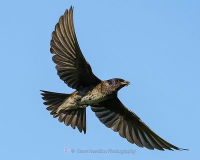 PURPLE MARTIN ♀
