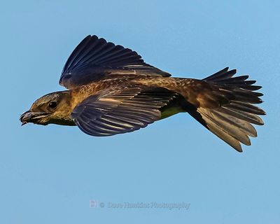 PURPLE MARTIN ♀