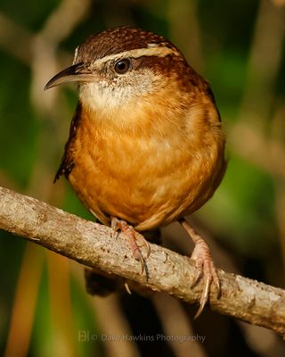 CAROLINA WREN
