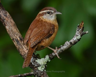 CAROLINA WREN