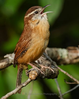 CAROLINA WREN