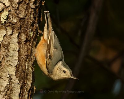 WHITE-BREASTED NUTHATCH