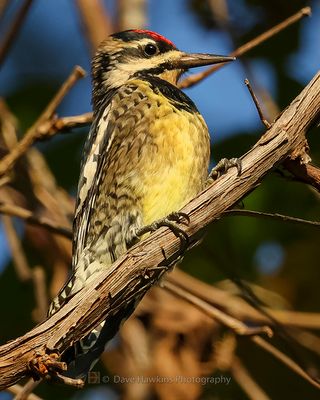 YELLOW-BELLIED SAPSUCKER ♀