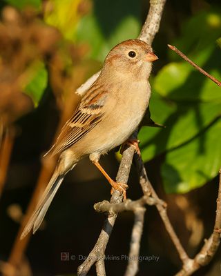 FIELD SPARROW