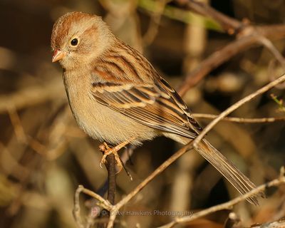 FIELD SPARROW