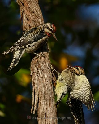 YELLOW-BELLIED SAPSUCKER 