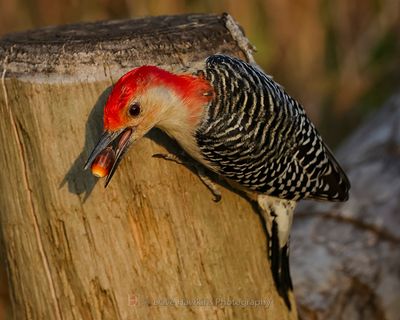 RED-BELLIED WOODPECKER