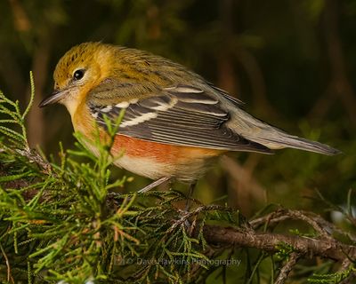 BAY-BREASTED WARBLER
