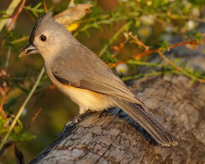 TUFTED TITMOUSE