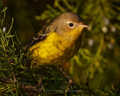 MAGNOLIA WARBLER