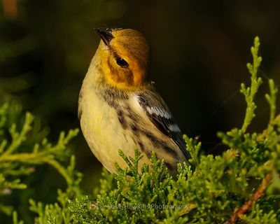 BLACK-THROATED GREEN WARBLER