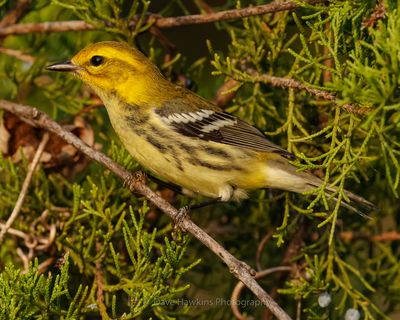BLACK-THROATED GREEN WARBLER