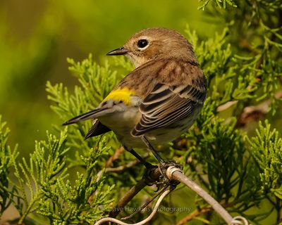 YELLOW-RUMPED WARBLER