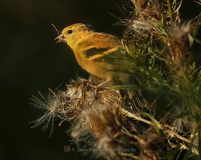AMERICAN GOLDFINCH