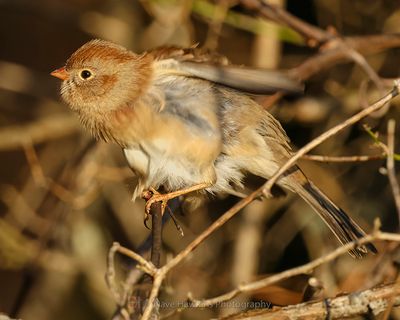 FIELD SPARROW
