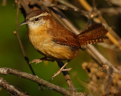 CAROLINA WREN