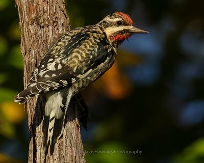 YELLOW-BELLIED SAPSUCKER ♂
