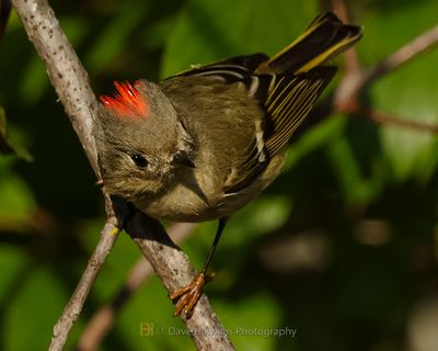 RUBY-CROWNED KINGLET