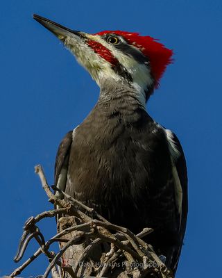 PILEATED WOODPECKER ♂