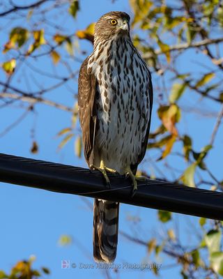 COOPER'S HAWK