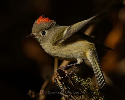 RUBY-CROWNED KINGLET