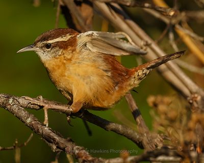 CAROLINA WREN