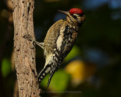 YELLOW-BELLIED SAPSUCKER ♀