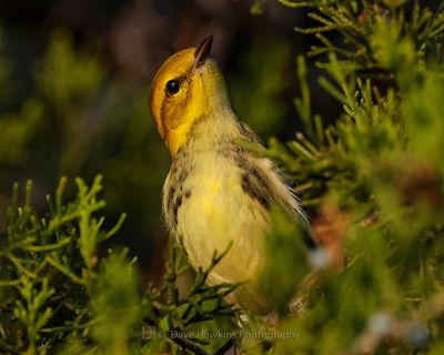 BLACK-THROATED GREEN WARBLER