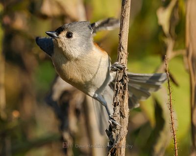 TUFTED TITMOUSE